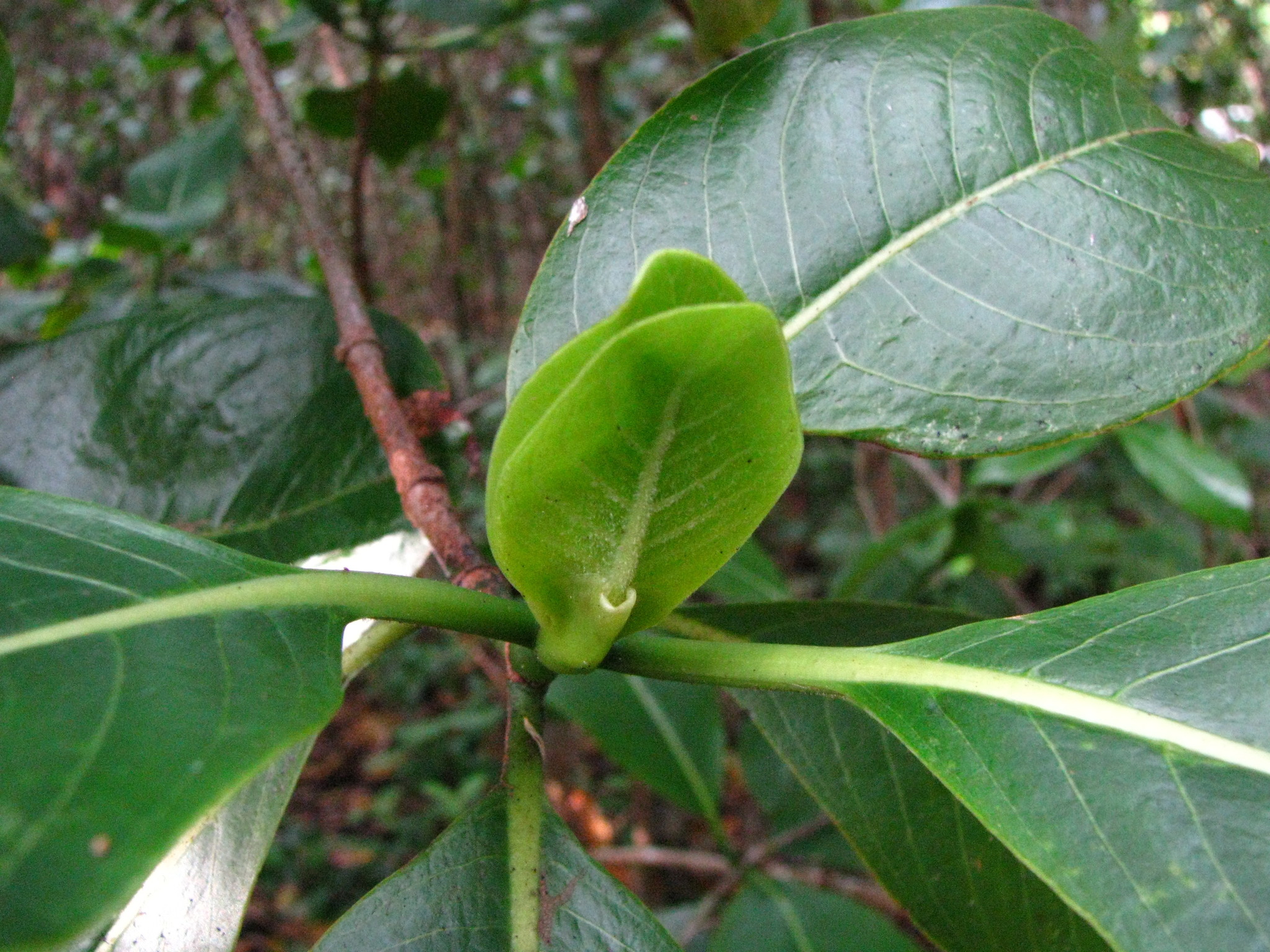Psychotria hawaiiensis var. hillebrandii