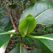 Psychotria hawaiiensis hillebrandii - Photo (c) David  Eickhoff, algunos derechos reservados (CC BY)