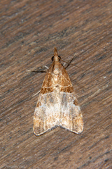 Antiscopa epicomia
