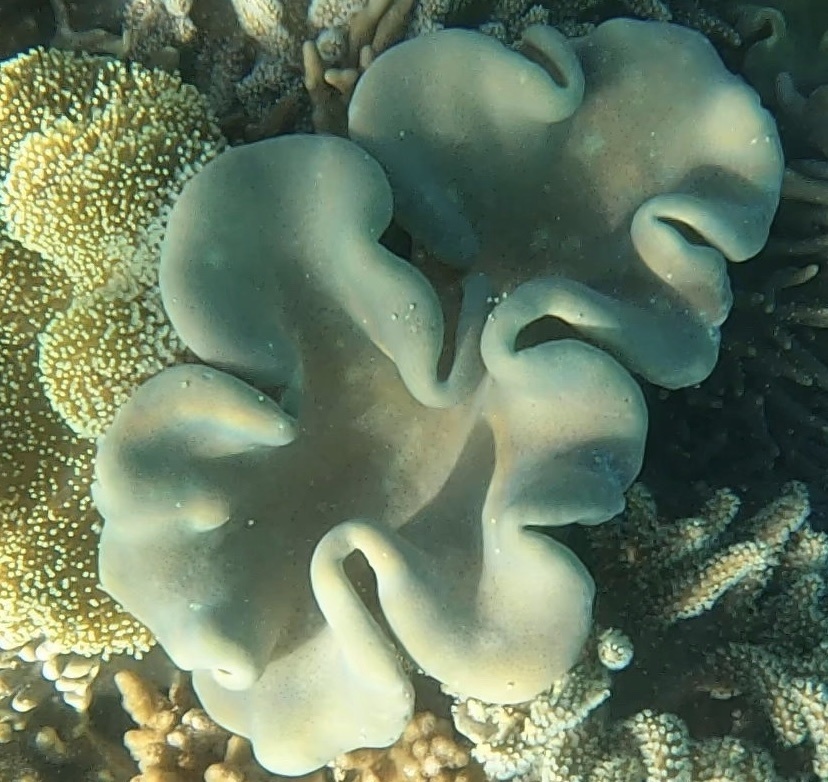 Aussie Toadstool Leather Coral