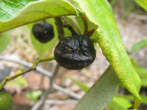 Alphitonia ponderosa