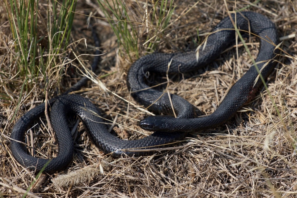 Wandering Garter Snake from Toston Dam Rd, Montana 59643, USA on August ...