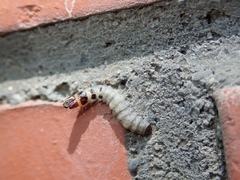 Insecta