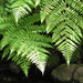 Diplazium sandwichianum - Photo (c) Forest and Kim Starr, μερικά δικαιώματα διατηρούνται (CC BY)