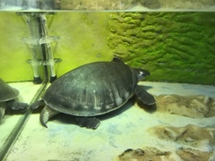 Carettochelys insculpta