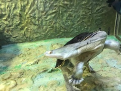 Chelodina rugosa