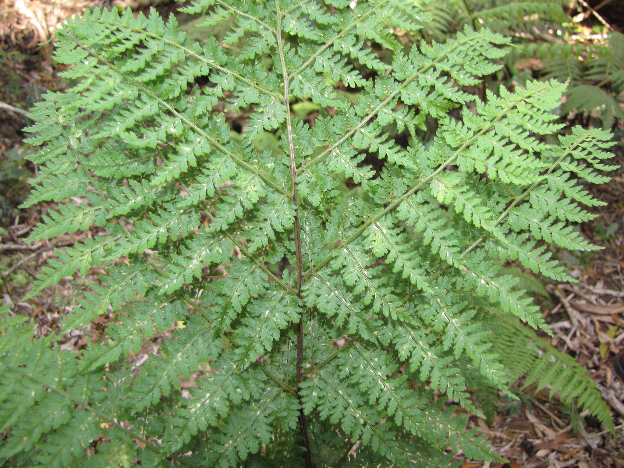 Dryopteris glabra