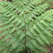 Dryopteris glabra - Photo (c) Forest and Kim Starr, some rights reserved (CC BY)
