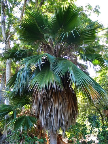 Pritchardia beccariana