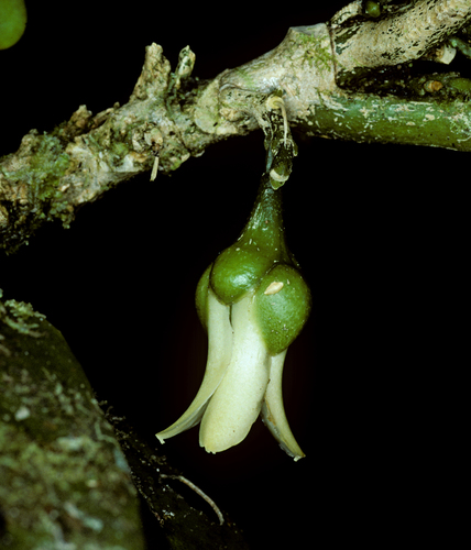 Género Platydesma · iNaturalist Mexico