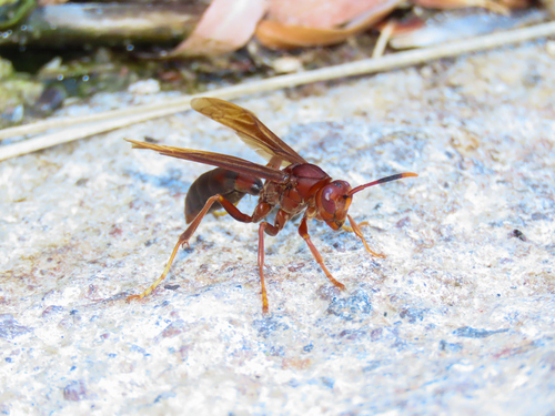 Neotropical Red Paper Wasp photo 4