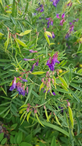 lovely vetch