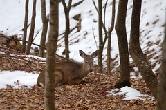 Odocoileus virginianus virginianus