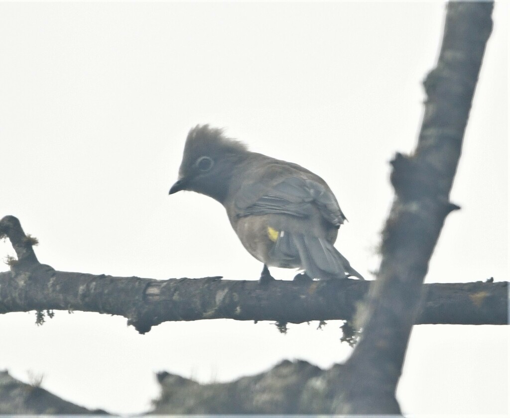 Gray Silky-flycatcher