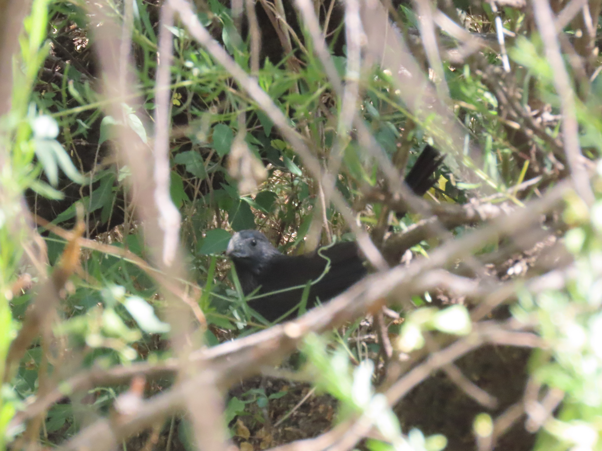 Groove-billed Ani (Crotophaga sulcirostris)