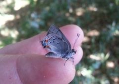 Satyrium californica