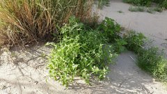 Cryptantha barbigera fergusoniae