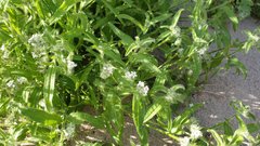 Cryptantha barbigera fergusoniae