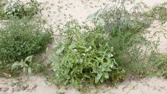 Cryptantha barbigera fergusoniae