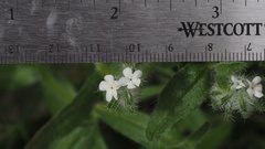 Cryptantha barbigera fergusoniae