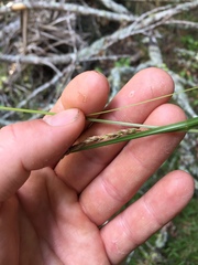 Carex longebrachiata