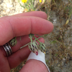 Malacothrix coulteri