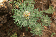 Image of Crotalaria cephalotes