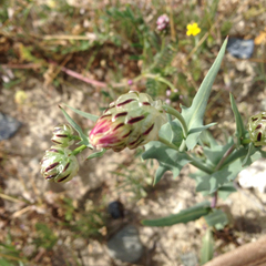 Malacothrix coulteri