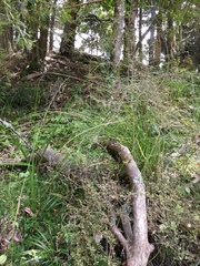 Carex longebrachiata