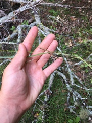 Carex longebrachiata