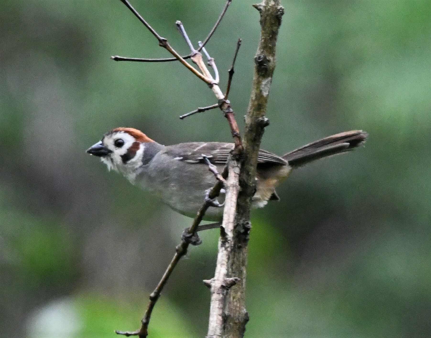 Prevost's Ground Sparrow (Melozone biarcuata), photo 6