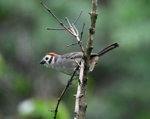 Prevost's Ground Sparrow (Melozone biarcuata), photo 7