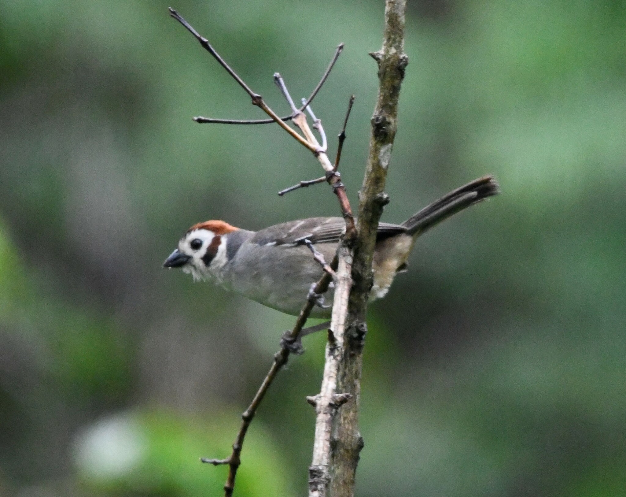 Prevost's Ground Sparrow (Melozone biarcuata), photo 7