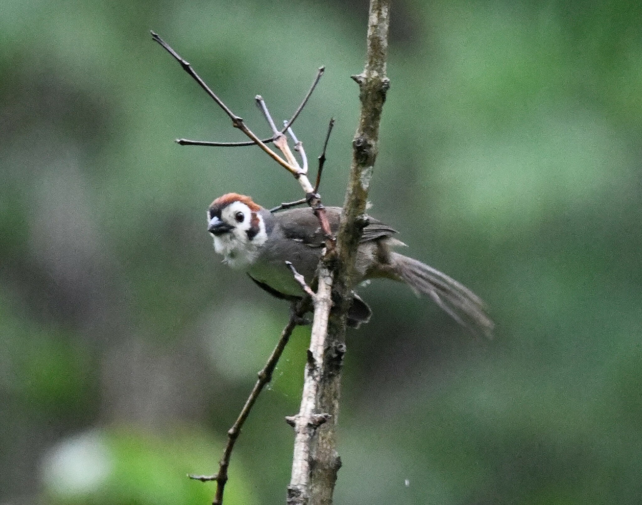 Prevost's Ground Sparrow (Melozone biarcuata), photo 9
