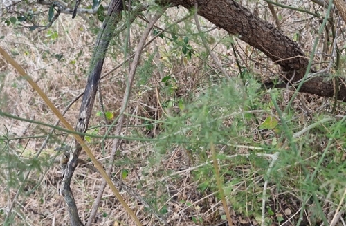 Asparagus virgatus image