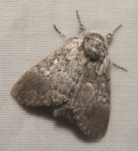 Close-banded Yellowhorn photo 3