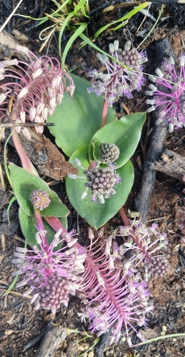 Ledebouria ovatifolia image