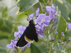 Mysoria barcastus