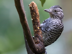 Thamnophilus doliatus tobagensis