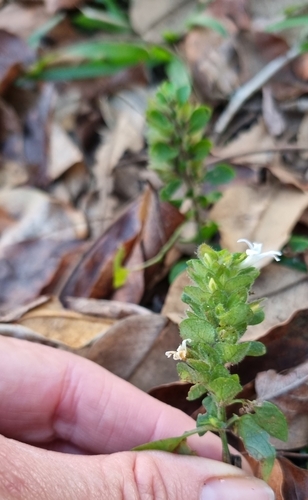 Phaulopsis imbricata image