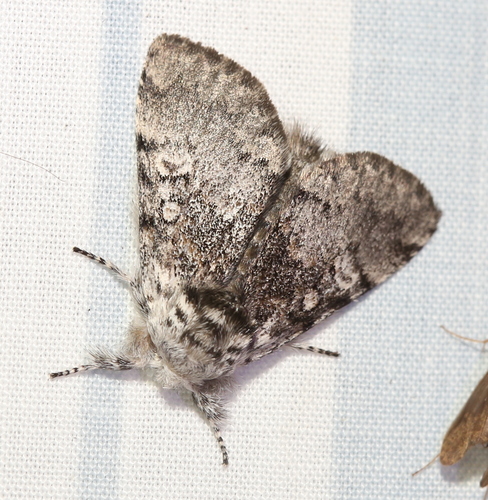 Close-banded Yellowhorn photo 4