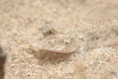 Blackthroat Goby photo 3