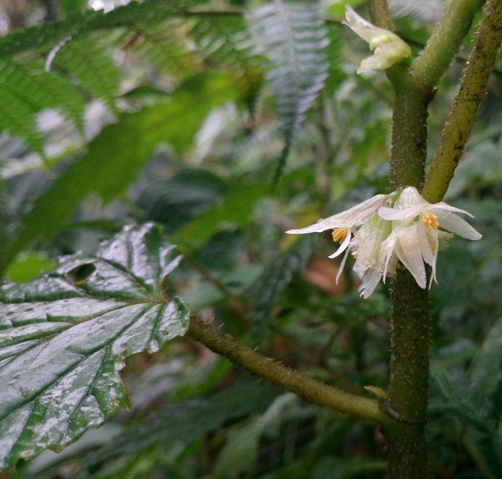 Begonia tiliifolia