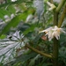 Begonia tiliifolia - Photo (c) Nelson Apolo, some rights reserved (CC BY-NC), uploaded by Nelson Apolo