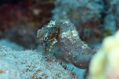 Hippocampus reidi