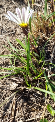 Gazania krebsiana subsp. serrulata image