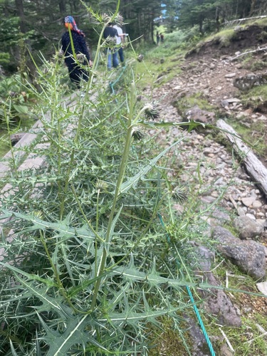 Cirsium yatsualpicola iNat (3)