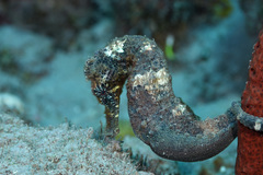Hippocampus reidi