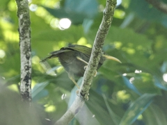 Yellow-Billed Honeyeater photo 3