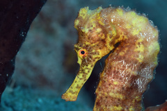 Hippocampus reidi